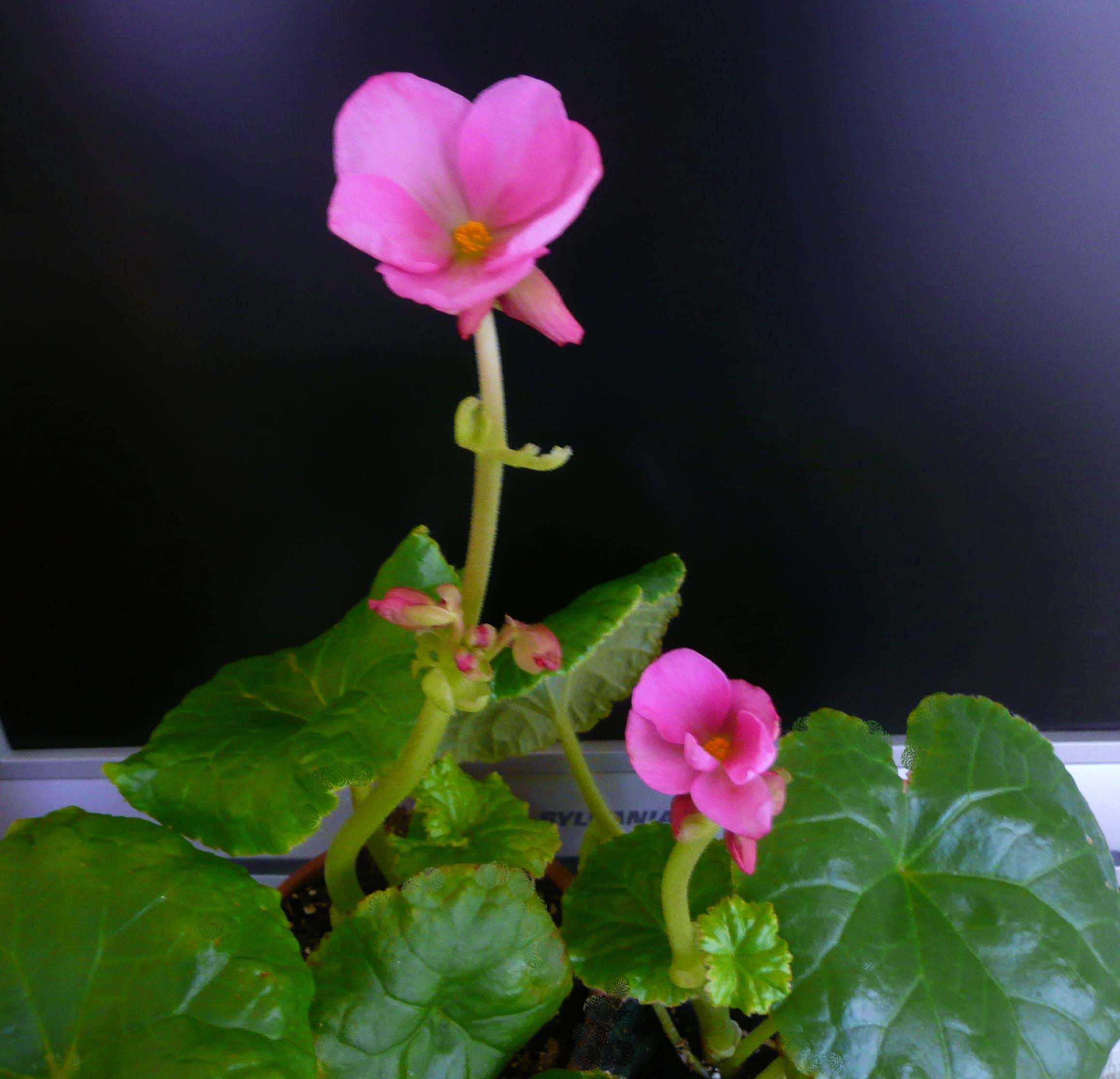B. socotrana